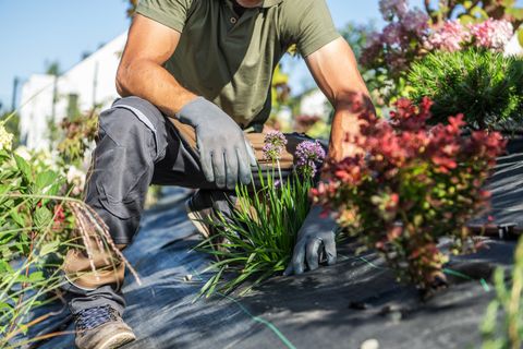 Landscaper planting flowers in a fresh garden bed in Lincoln County, Oregon